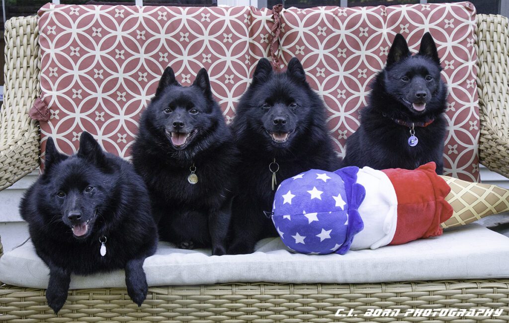 Four black schipperke dogs on a bench, one laying down and the other 3 sitting and "smiling" at the camera with their tongues out